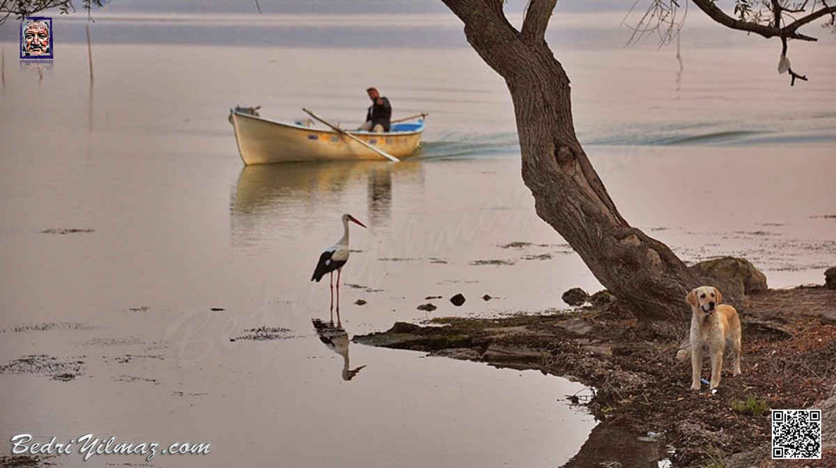 Balıkçı, Ağaç, Leylek, Köpek - Gölyazı