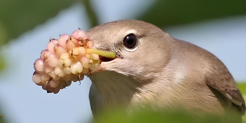 2024 Yerel Seçim Dosyası: Bülbül Partileri