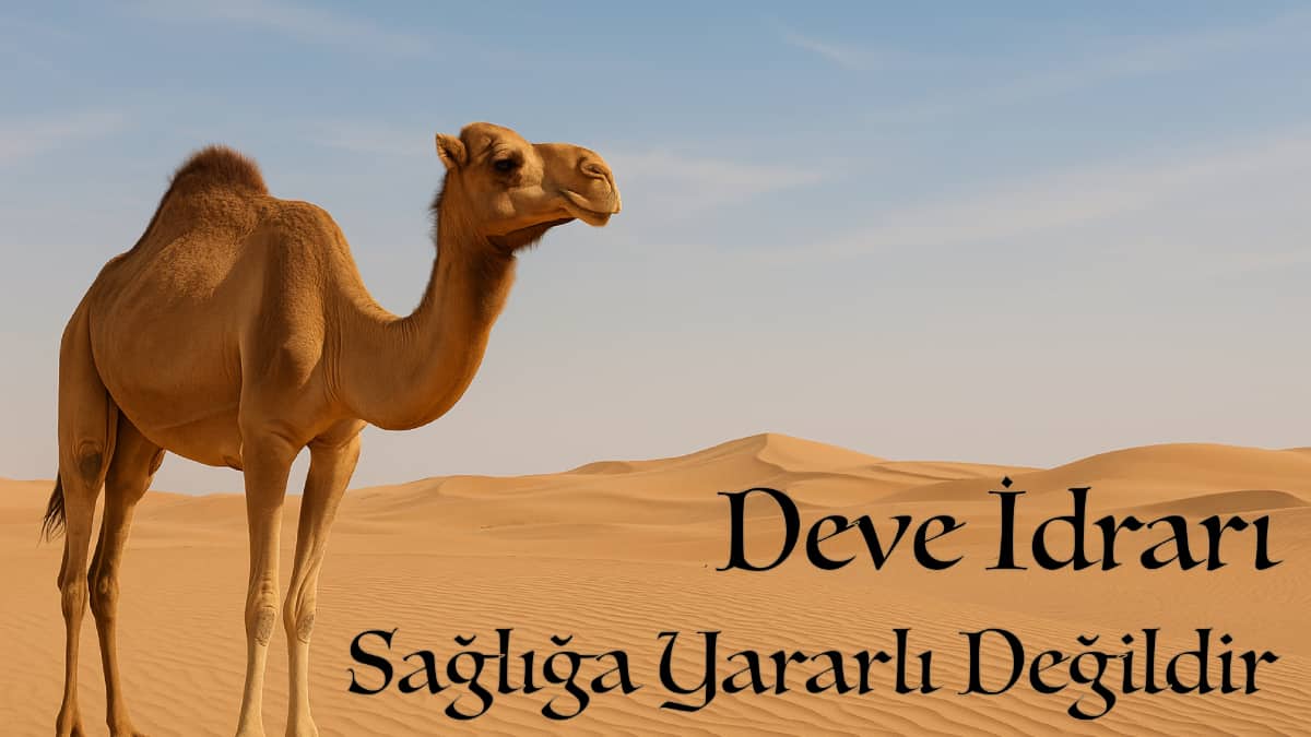 Deve İdrarı Sağlığa Yararlı Mıdır? KESİNLİKLE HAYIR!