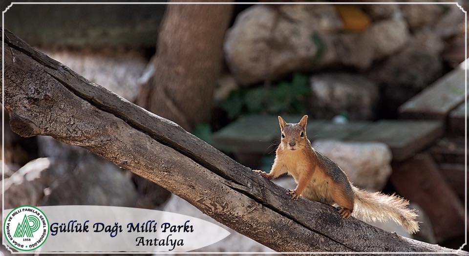 Güllük Dağı Milli Parkı - Antalya