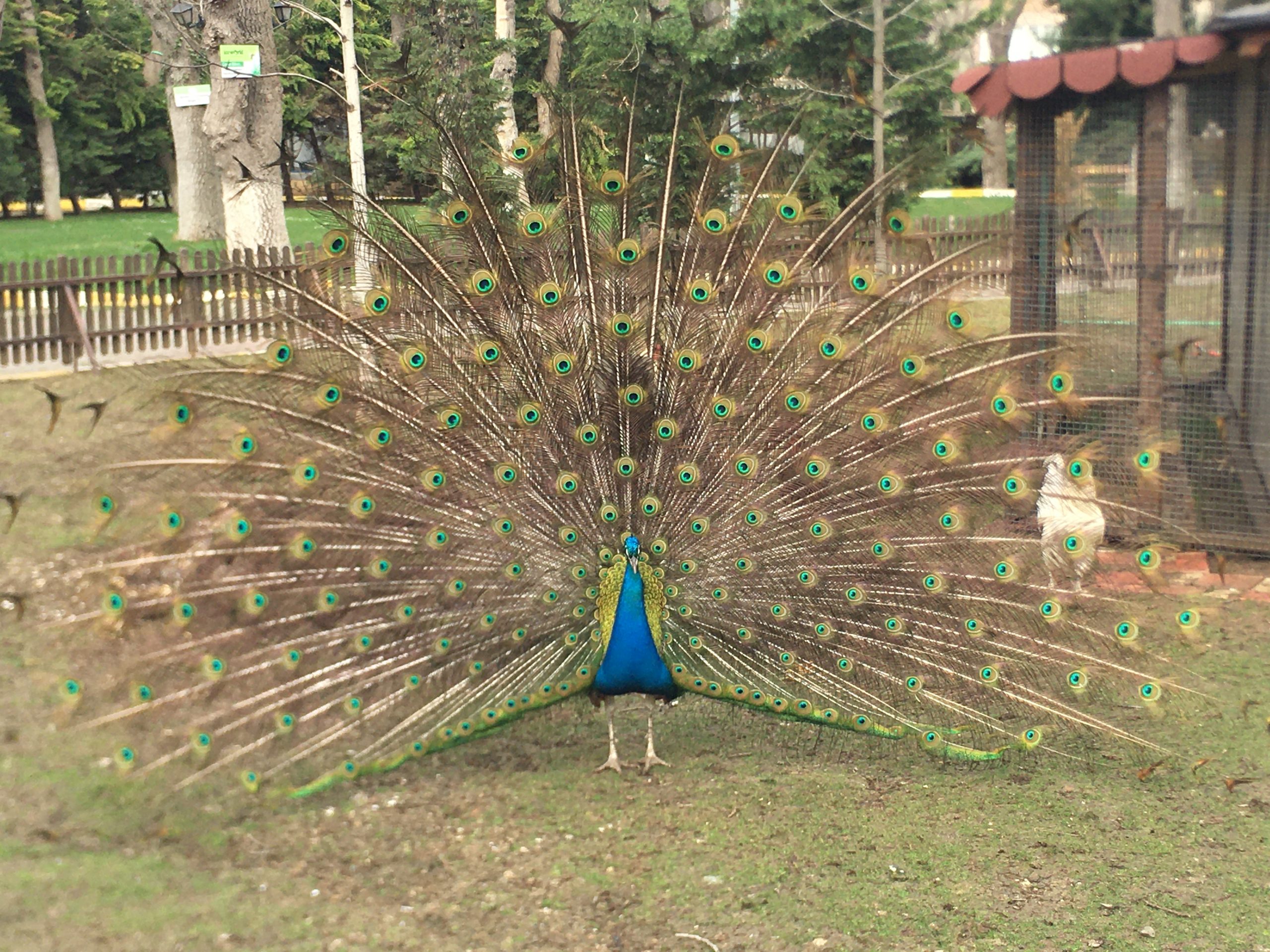 Rönepark’taki Tavus Kuşları