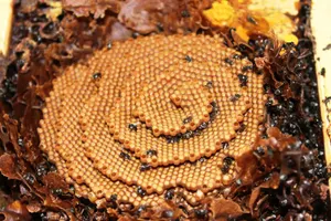 Avustralya'da Bulunan Spiral Kovandaki Mükemmel Tasarım