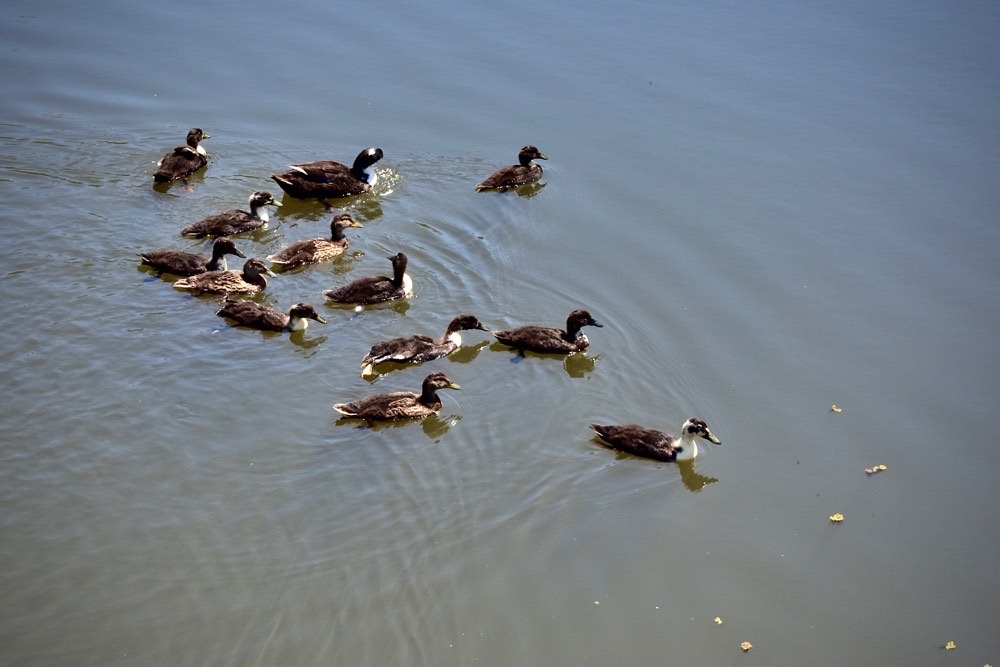 Acarlar Longozunun Sevimli Sakinleri