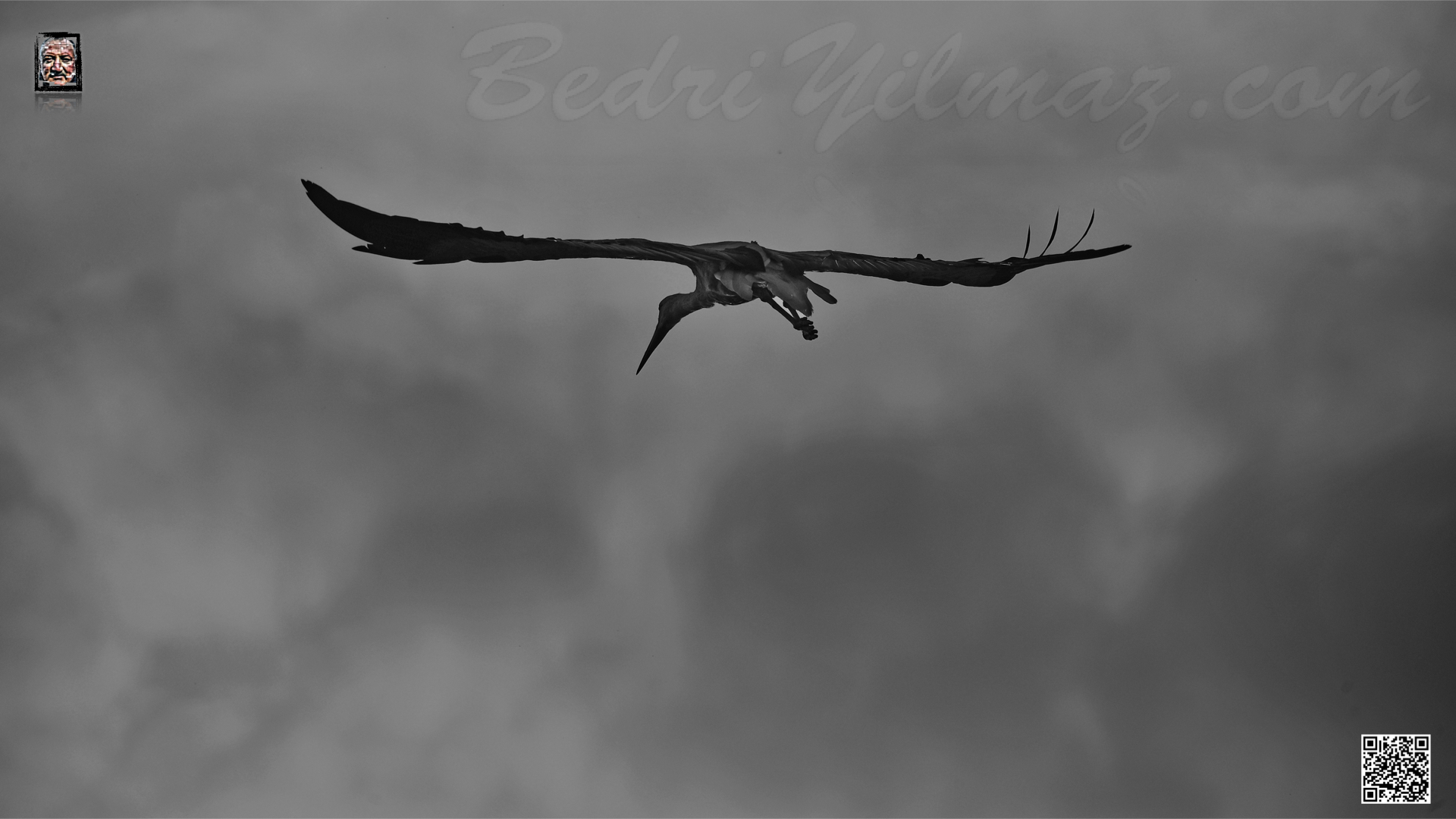 Gölyazı'nda Leylek Zamanı