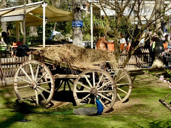 Rönepark Çay Bahçesi