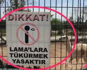Türkiye'den İnsan Manzaraları - Lamalara Tükürenler
