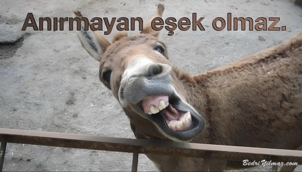 Eşek