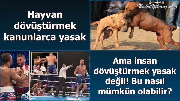 Hayvan Dövüşleri - İnsan Dövüşleri