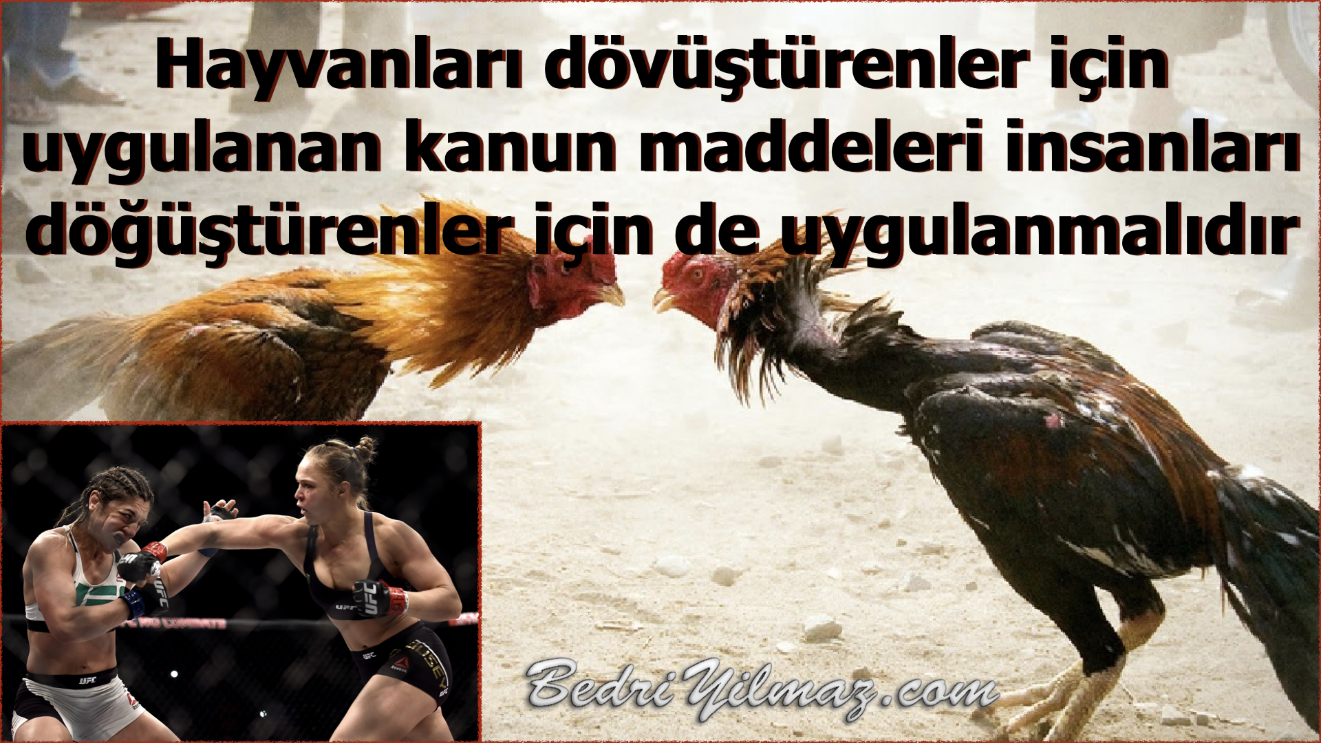 Hayvan Dövüştürenler - Bedri Yılmaz