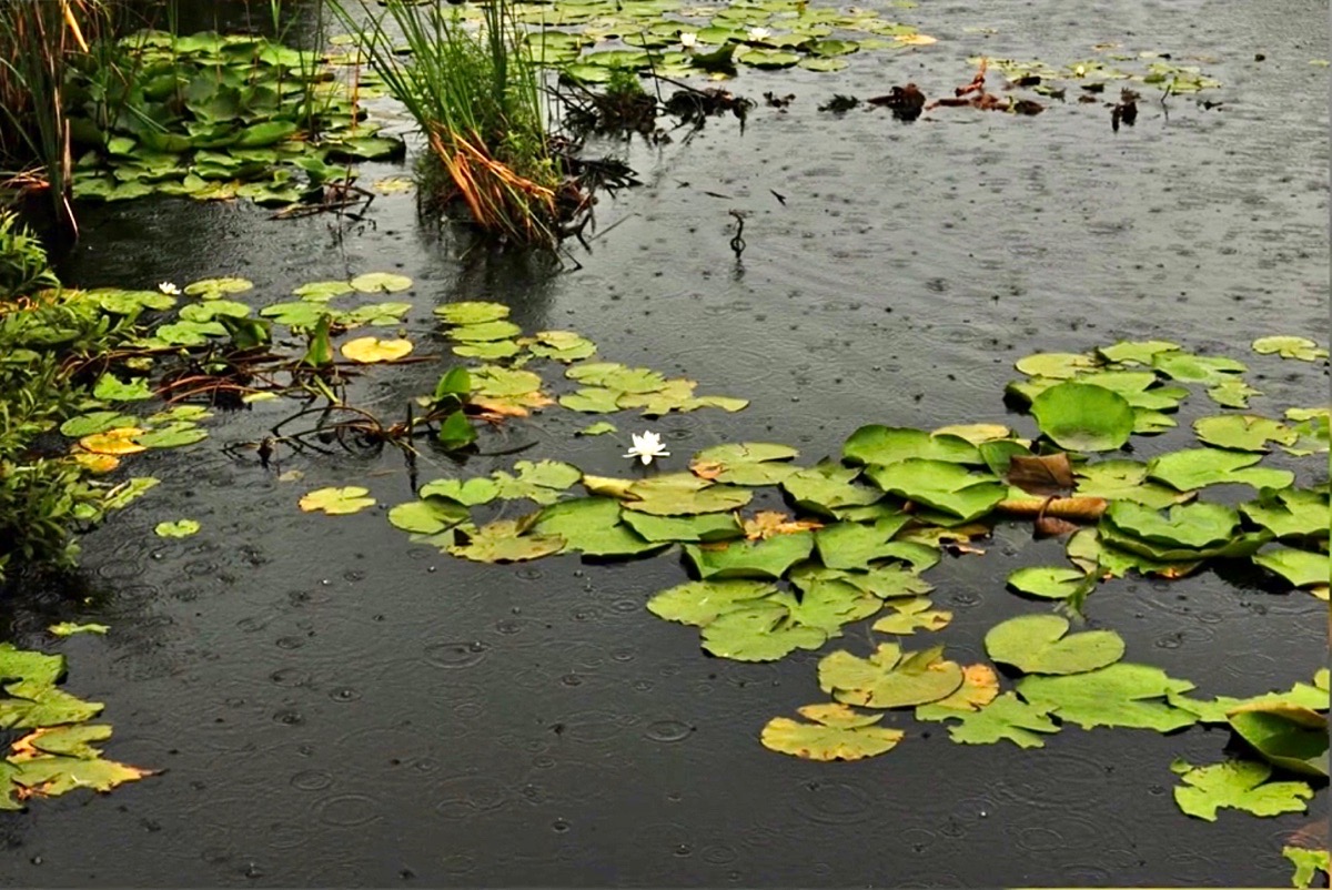 Sakarya - Karasu - Acarlar Longozu - (1 Haziran 2014) Fotoğraf Gezisi