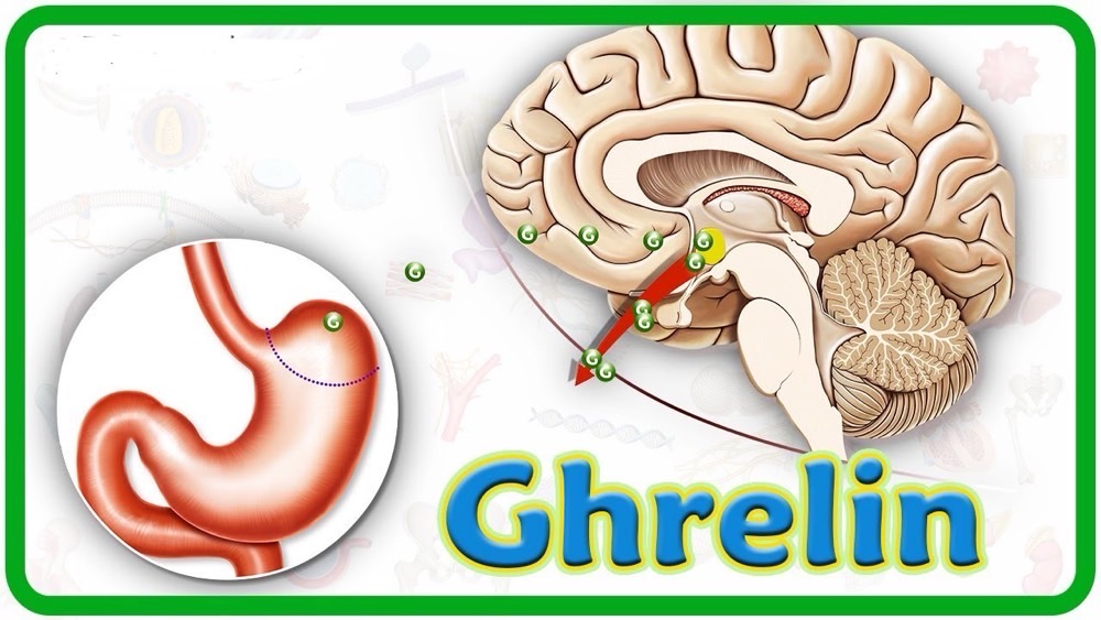 Ghrelin