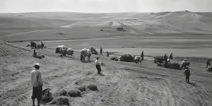Kolektivizasyon