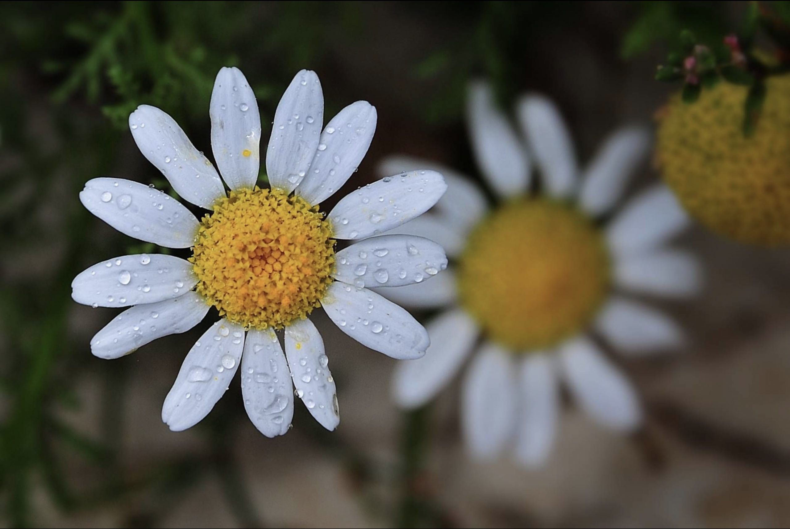 Bahçemdeki Güzellik