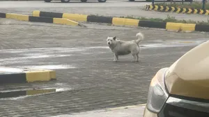 Burhaniye Otogarının Sevimli Köpeği