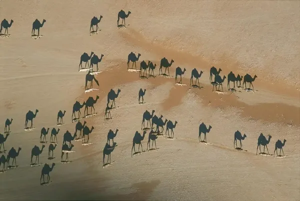 Camel Shadows in the Desert - George Steinmetz