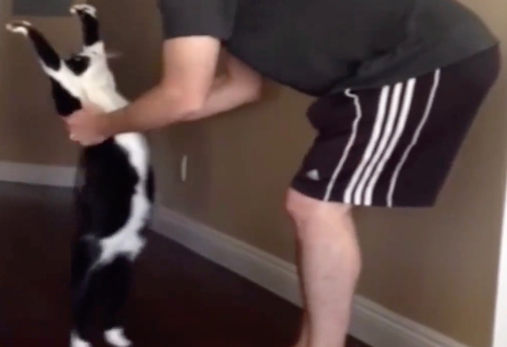 Kediler Sevilmek İster