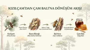 Çam Balı