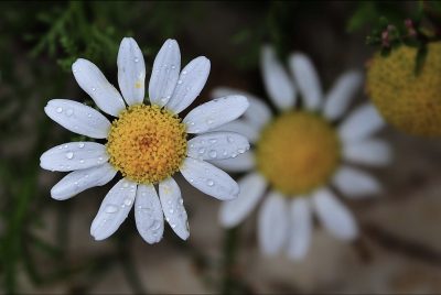 Bahçemdeki Güzellik