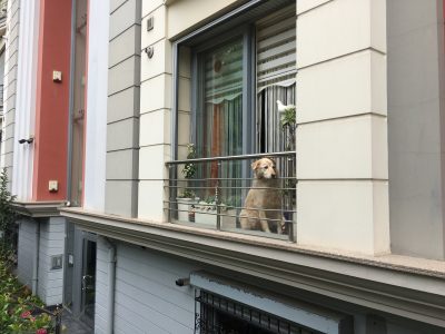 Komşunun Sevimli Köpeği
